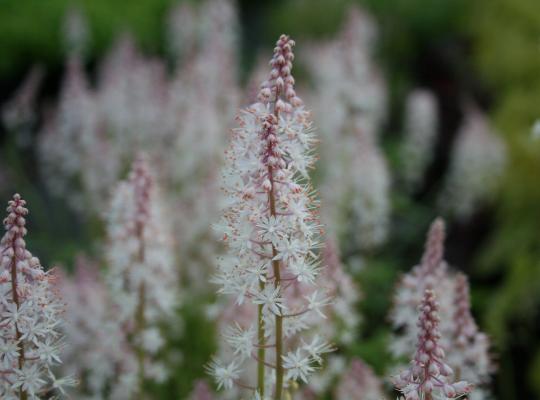 Tiarella Iron Butterfly