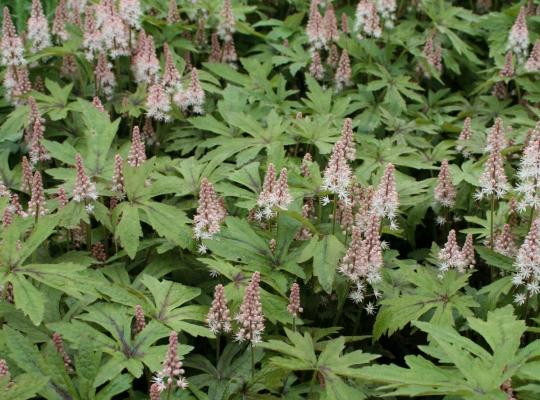 Tiarella 'Pink Skyrocket'