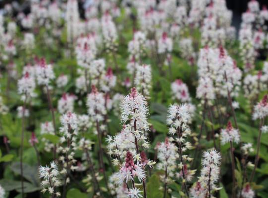 Tiarella 'Spring Symphony'