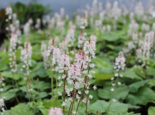 Tiarella wherryi