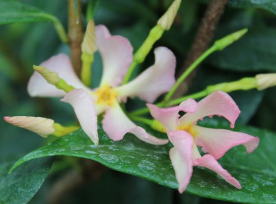 Trachelospermum jasminoides Pink Showers