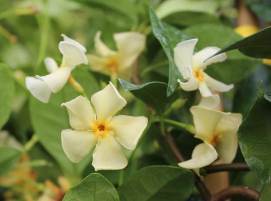 Trachelospermum jasminoides Star of Toscane