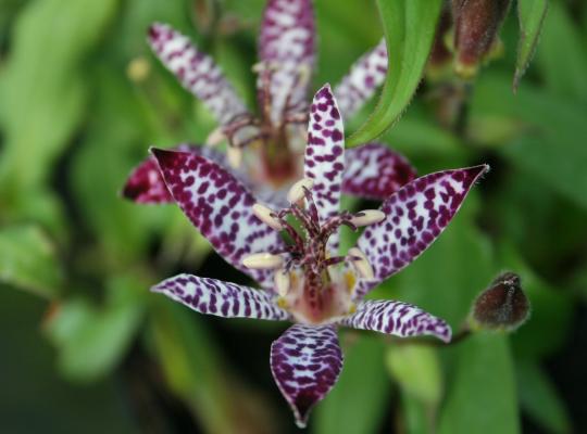 Tricyrtis Empress