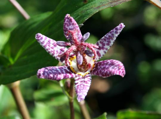 Tricyrtis formosana Dark Form