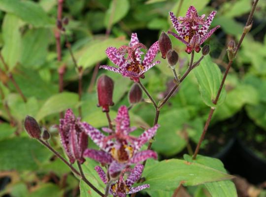 Tricyrtis formosana Purple Beauty