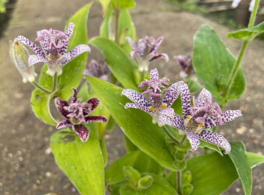 Tricyrtis hirta