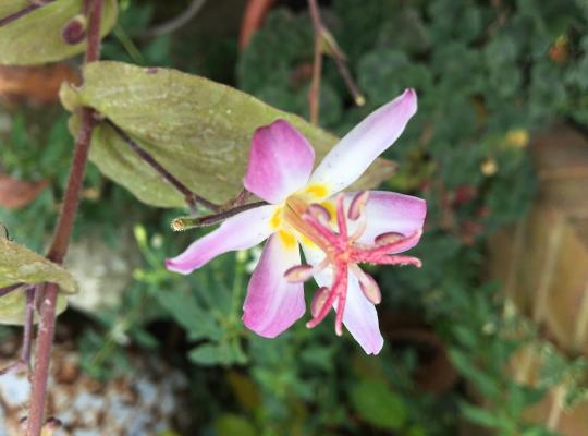 Tricyrtis Taipei Silk