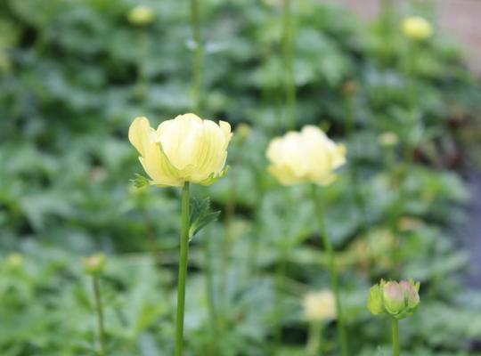 Trollius x cultorum Alabaster