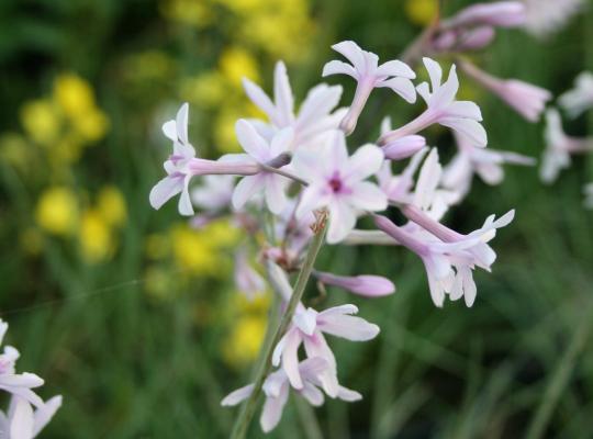 Tulbaghia Purple Eye