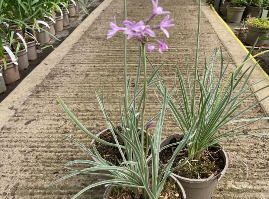 Tulbaghia violacea Silver Lace