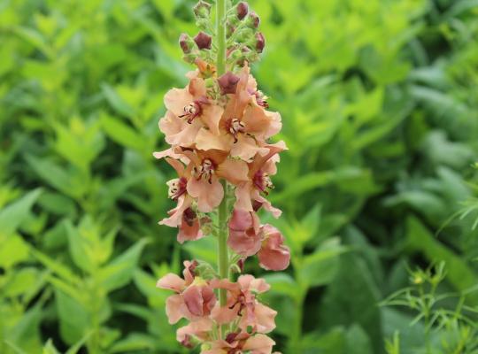 Verbascum Caribbean Crush