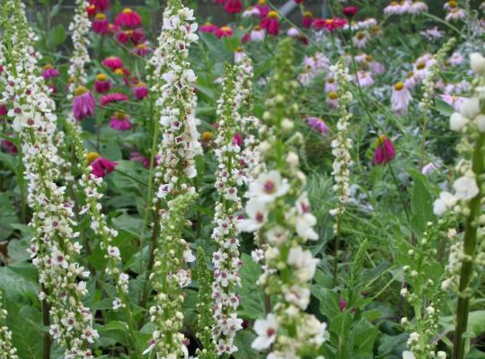 Verbascum chaixii Album