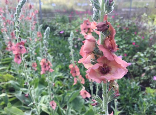 Verbascum Helen Johnson