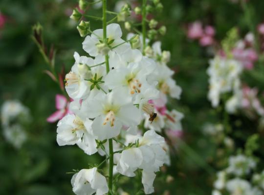 Verbascum phoeniceum Flush of White