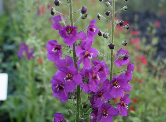 Verbascum phoeniceum Violetta