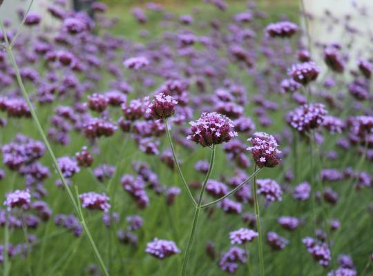 Verbena bonariensis