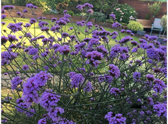 Verbena bonariensis 'Lollipop'