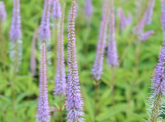 Veronicastrum virg. 'Fascination'