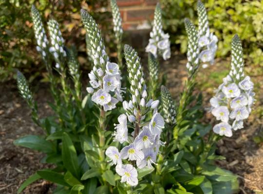 Veronica gent. 'Tissington White'