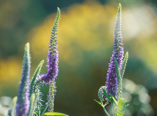 Veronicastrum virg. 'Apollo'