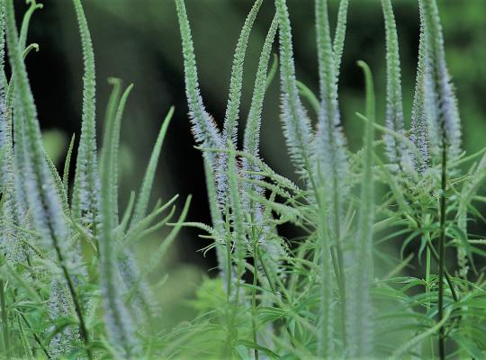 Veronicastrum virginicum Diane