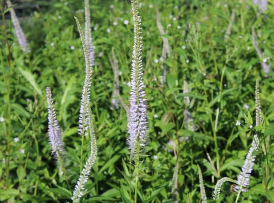 Veronicastrum virg. Lavendelturm