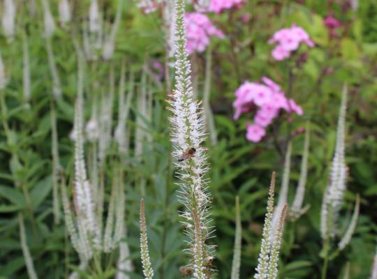 Veronicastrum virginicum Album