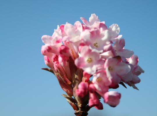 Viburnum bodnantense Charles Lamont