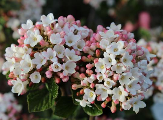 Viburnum x burkwoodii Anne Russell