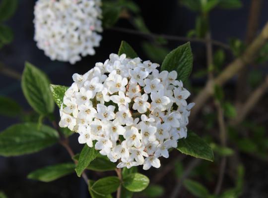 Viburnum x burkwoodii