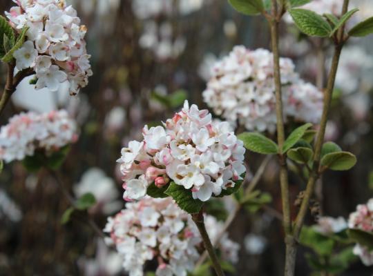 Viburnum carlesii Aurora