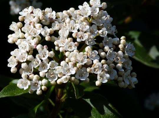 Viburnum carlesii