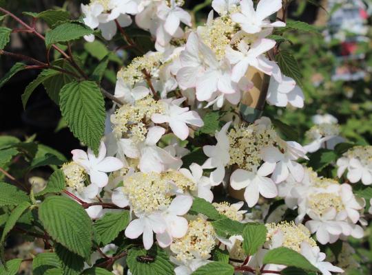 Viburnum plic. 'Kilimanjaro Sunrise'