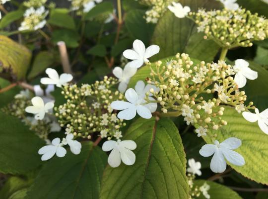 Viburnum plicatum f. tomentosum Kilimanjaro