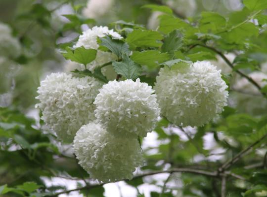 Viburnum opulus