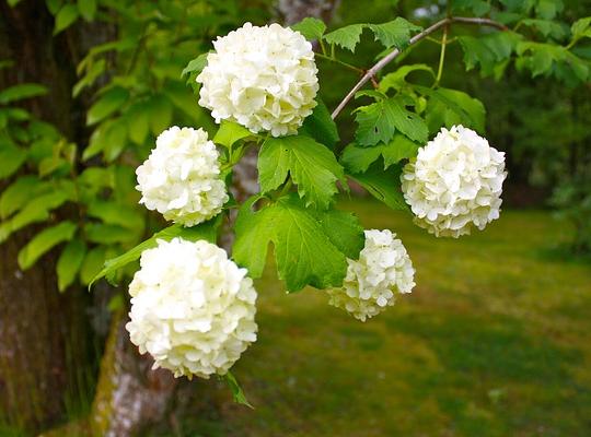 Viburnum opulus 'Roseum'