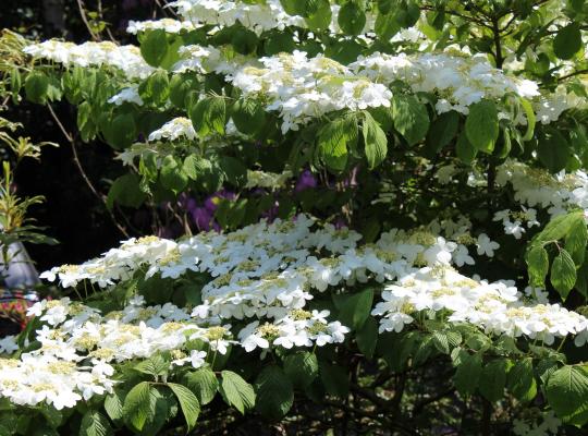 Viburnum plic. 'Mariesii'