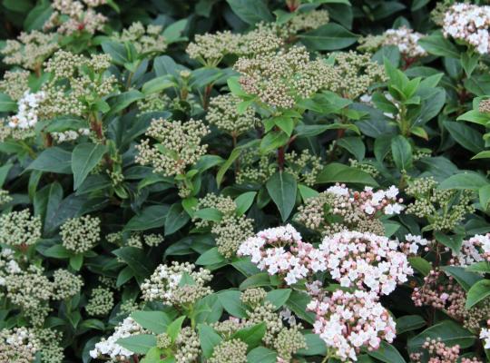 Viburnum tinus