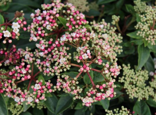 Viburnum tinus Eve Price