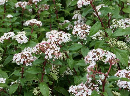 Viburnum tinus French White