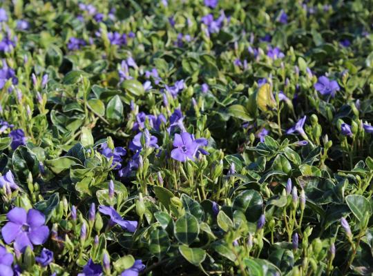 Vinca minor Argenteovariegata