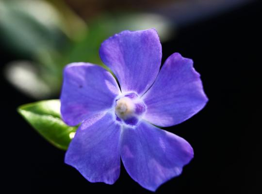 Vinca 'Bowles Variety'