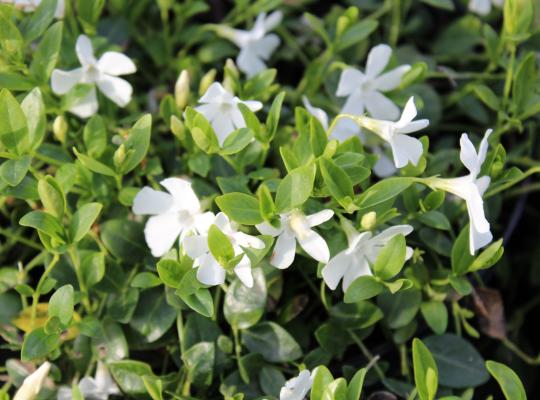 Vinca minor 'Gertrude Jekyll'