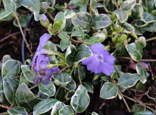 Vinca minor 'Ralph Shugert'