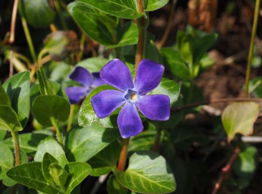 Vinca minor