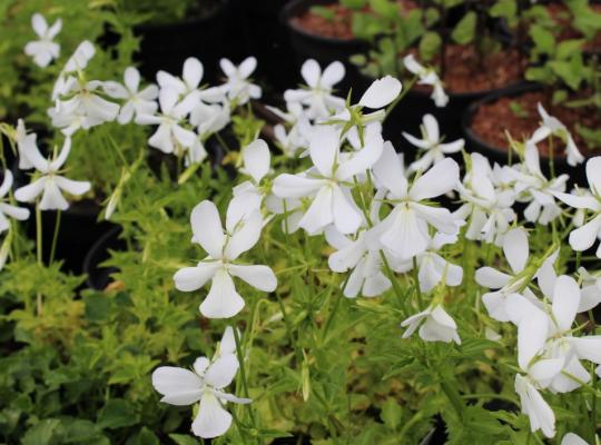 Viola cornuta Alba