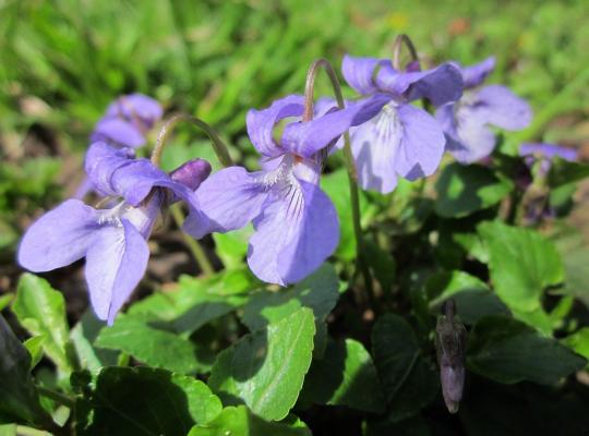 Viola odorata