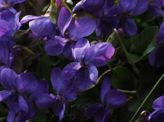 Viola odorata Queen Charlotte