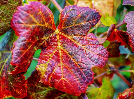 Vitis vinifera Brant