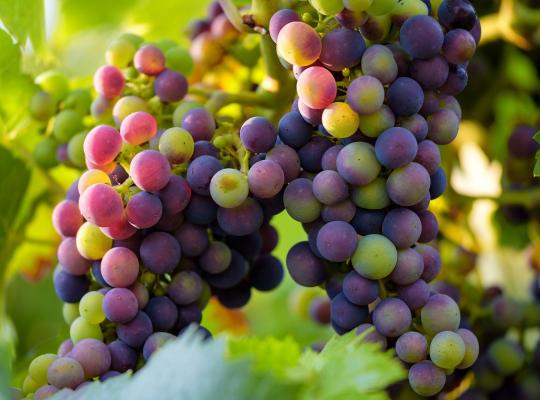 Vitis 'Gewürztraminer'